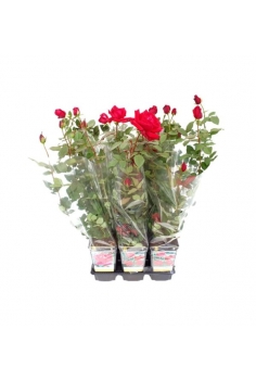 J- ROSAL CHRYSLER 2L (alt:...