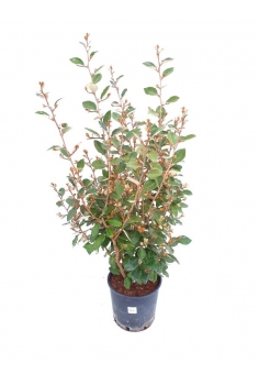 ELAEAGNUS EBBINGEI 10L...