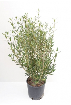 PHILLYREA 10L (80cm)...