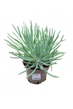 SENECIO KILIMANJARO C-13...