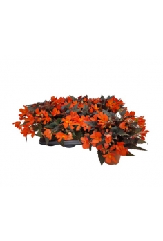 BEGONIA I-CONIA NARANJA...