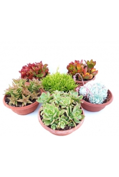 CRASAS MIX T-20 (alt:...