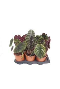 ALOCASIA CUPREA C-17 (alt:...