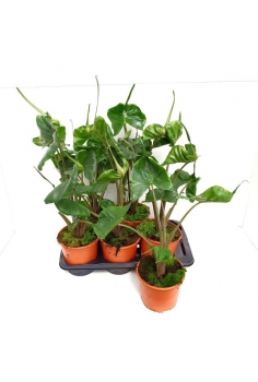 ALOCASIA STINGRAY C-17...