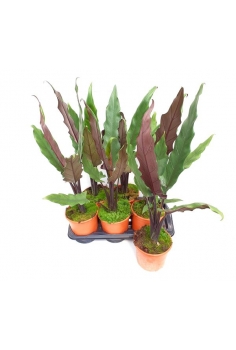 ALOCASIA LAUTERBACHIANA...