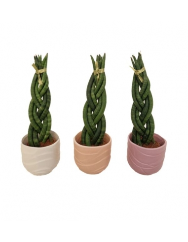 SANSEVIERIA TRENZADA CERÁMICA MIX C-9...