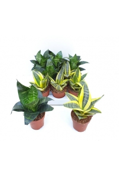 SANSEVIERIA HAHNII mix C-9...