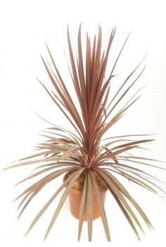 INDIVISA RED STAR 10L...