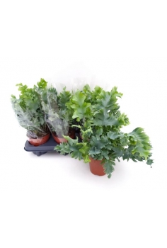 PHLEBODIUM DAVANA C-12...