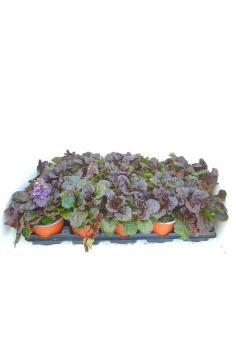 AJUGA BLACK SCALLOP C-11...