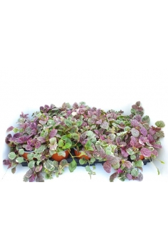 AJUGA BURGUNDY GLOW C-11...