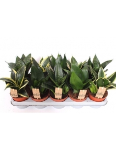 SANSEVIERIA HAHNII MIX C-12...