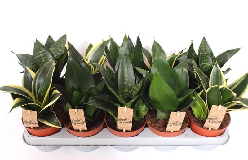 SANSEVIERIA HAHNII MIX C-12 (alt:...
