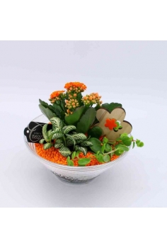 COMPO CRISTAL (diam: 20cm /...