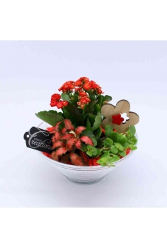 COMPO CRISTAL (diam: 20cm /...