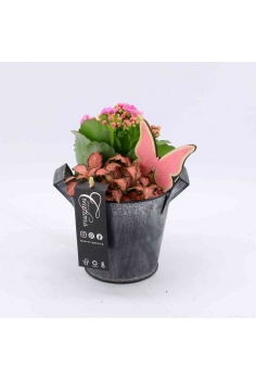 COMPO ZINC (C-13 / alt:...