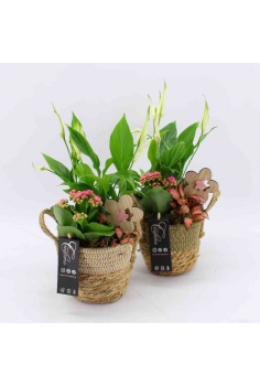 COMPO MIMBRE (C-14 / alt:...