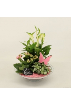 COMPO CRYSTAL (diam: 25cm /...