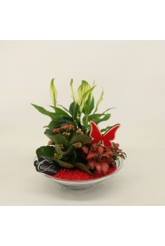 COMPO CRYSTAL (diam: 25cm /...