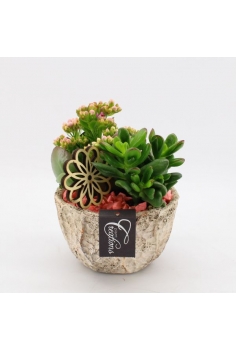 COMPO ROCALLA (C-16 /...