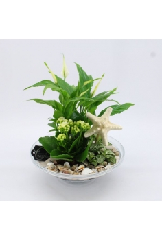 COMPO CRYSTAL (diam: 25cm /...