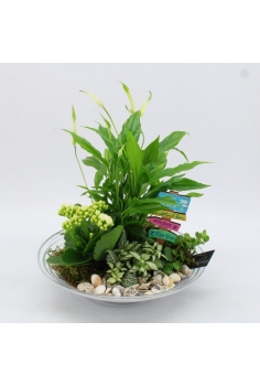 COMPO CRYSTAL (diam: 30cm /...