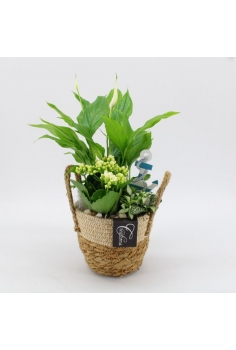 COMPO CESTA (C-14 / alt:...