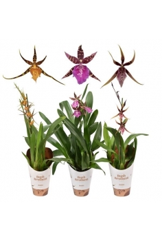 BRASSIA WIND MIX C-12 /...