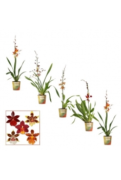 CAMBRIA MIX C-12 / 1 vara...