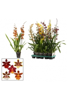 CAMBRIA MIX C-12 / 2 varas...