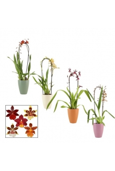 CAMBRIA ARCO CERÁMICA MIX...