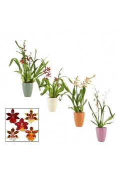 CAMBRIA CERÁMICA MIX C-12 /...