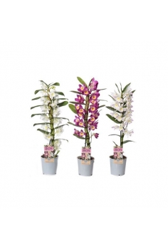 DENDROBIUM NOBILE MIX C-12...