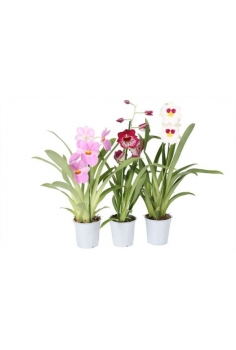 MILTONIOPSIS MIX C-12 /...