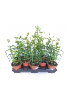 JAZMIN ANDALUZ C-13 (alt:...