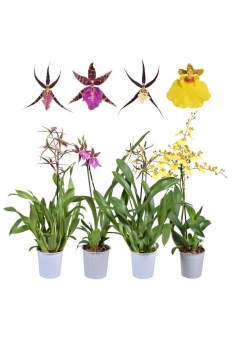ORQUIDEA MIX C-12 / 1 vara...