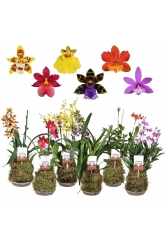 ORQUIDEA FOREST MIX C-14 /...