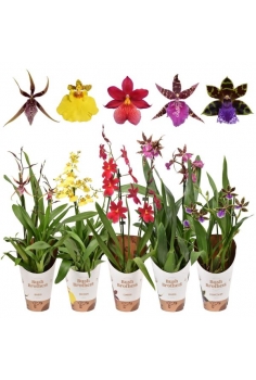 ORQUIDEA MIX C-12 / 2 varas...