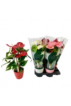 ANTHURIUM CERÁMICA MIX C-14...