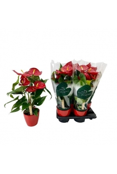 ANTHURIUM CERÁMICA MIX C-14...