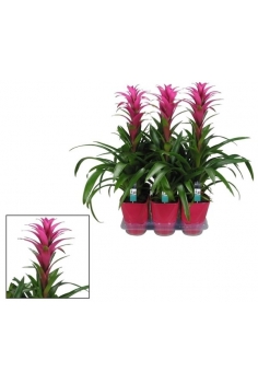 GUZMANIA CERÁMICA LILA C-14...
