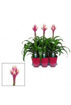 GUZMANIA CERÁMICA CANDY...