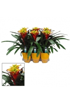 GUZMANIA FANCY CERÁMICA...