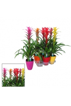 GUZMANIA CERÁMICA MIX C-14...