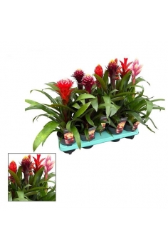 GUZMANIA BOLM MIX C-13...