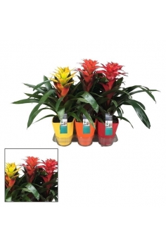 GUZMANIA SQUAROSA CERÁMICA...