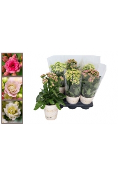 KALANCHOE BLOSSFELDIANA MIX...