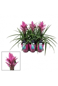 TILLANDSIA AMIRA CERÁMICA...