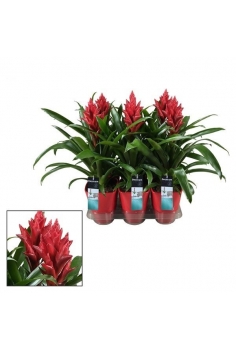 VRIESIA PATRICIA CERÁMICA...