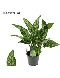 AGLAONEMA MARIA C-12 (alt:...